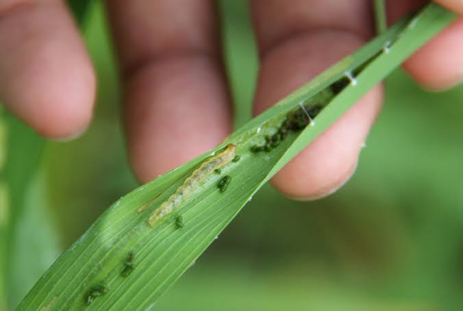 Rice leaf folder – Pests of Bhutan