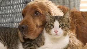 Petshoplarda kedi ve köpek satışı yasaklanıyor: Patili dostlarımız için yeni dönem mi başlıyor?