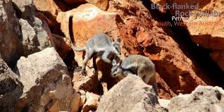 Last week the national parks and wildlife service launched operation rock wallaby in new south wales to feed animals that lost their habitats to the. Cool As Rock Wallabies Of Australia Echidna Walkabout Tours