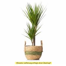 Drachenbaum, dracaena fragrans ist eine beliebte, wärmeliebende und dekorative zimmerpflanze. Zimmerpflanze Drachenbaum Marginata Ohne Ubertopf Kaufen Sense Of Home