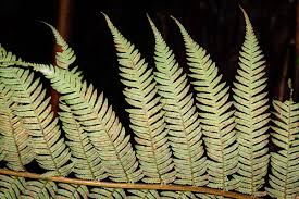 Image result for Cyathea manniana