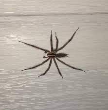 They are black, grow up to 5 centimeters across, and are distinguished by a shiny, lightly haired body. Grass Spiders Missouri Department Of Conservation