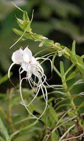 Image result for Angraecum moandense