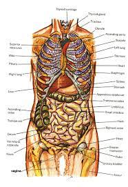 Anatomy Of Human Body Diagrams Human Body Anatomy Human Body Diagram Human Body Organs