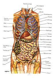 Image off under ribs front and back human : Anatomy Of Human Body Diagrams Human Body Diagram Human Body Organs Body Organs Diagram