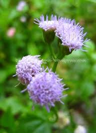 Image result for Ageratum conyzoides