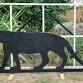 British big cats – the art & the science event in Forest of Dean