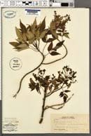 Image result for Bidens burundiensis