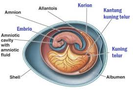 Rebus selama dua menit, tambahkan sedikit garam. Korion Dan Amnion Kehamilan Lusa