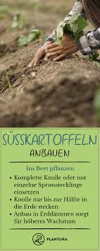 Susskartoffeln Anbauen 10 Tipps Fur Den Susskartoffelanbau Ins Beet Pflanzen Sie Ist Das Trendgemuse Sch Susskartoffeln Anbauen Susskartoffeln Pflanzen Pflanzen