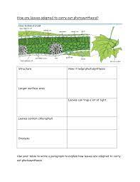 We did not find results for: How Are Leaves Adapted To Carry Out Photosynthesis Hw