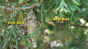 Sometimes it's not feasible to handpick bagworms, particularly when you're dealing with tall trees. How To Control Bagworms Grass Pad