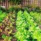 Tuesday Gardening Series: Putting Your Garden to Bed