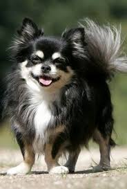 After the puppy ugly stage is done, the long hair chihuahua will have its adult 2 coats of fur: Long Hair Chihuahua Chihuahua Puppies Puppies Chihuahua