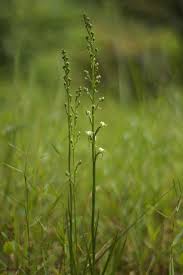 Image result for Mikania sagittifera