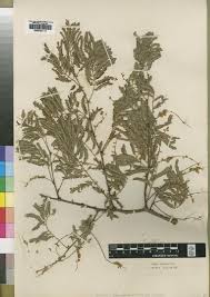Image result for Acacia welwitschii