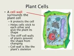 In this video the parts of an animal cell and its organelles are described. Plant And Animal Cells Lesson Plant And Animal Cells Cells Lesson Animal Cell