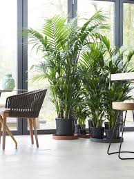 Eine durchgängige pflege im warmen zimmer ist natürlich ebenfalls möglich. Kentia Palme Pflanzenfreude