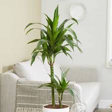 We did not find results for: 40 Best Indoor Plants That Don T Need Sunlight Joyful Derivatives