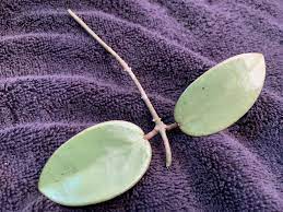 Like hoya kerrii, it may produce roots, but unless there is a piece of stem attached, it will not put on new growth. Hoya Silver Dollar Mb 1405 Ag Aroids In The Desert Facebook