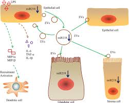 Ltd in china @aliyun.com mail. Exosome Derived Uterine Mir 218 Isolated From Cows With Endometritis Regulates The Release Of Cytokines And Chemokines Wang 2020 Microbial Biotechnology Wiley Online Library