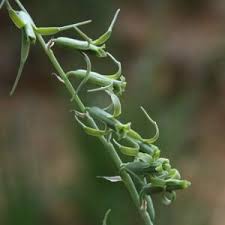 Image result for Dipcadi viride