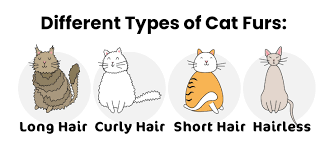 The Human S Guide To Cat Hair Types Lengths More Hepper
