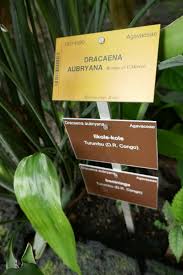 Image result for Dracaena aubryana