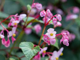 I love these pictures and plants. 10 Varieties Of Begonias For Gardens And Containers