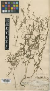 Image result for Oldenlandia affinis