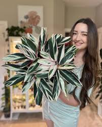 Image result for stromanthe