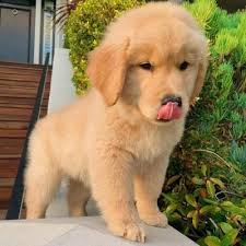 Golden retriever puppies for sale in va cheap. Sale Two Male For Sale Price In Nuttsville Virginia