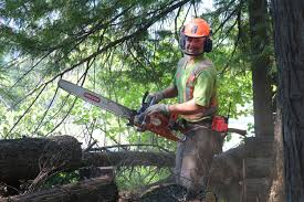 De bc wildfire service heeft vier soorten ploegen voor het onderdrukken van natuurbranden in de hele provincie. Rdkb Partners With Bc Wildfire To Clean Up Dead Wood At Christina Lake Dog Park Bc Local News