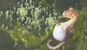 Bagi sesetengah haiwan yang lain pula, membiak secara melahirkan anak. Pengertian Hewan Ovovivipar Ciri Ciri Dan Contohnya Secara Lengkap