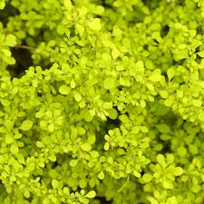 It has attractive gold foliage which emerges red in spring. Golden Barberry Care And Growing Guide