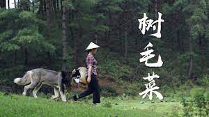 长在树上的 胡子 树毛菜 滇西小哥 youtube documentaries