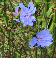 Organic Wild Chicory Cichorium Intybus Perennial Medicinal Etsy Medicinal Plants Wild Plants Plants