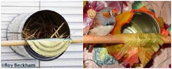 Sangkar cara mambuat sangkar burung dari hollow baja ringan bahan2 : Membuat Kotak Sarang Dari Karton Dan Kardus Om Kicau