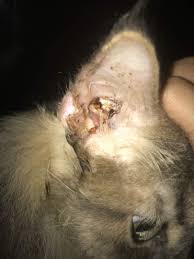My Cat S Ear Seems To Have Bloody Discharge And Scratches Her Ears Quite Frequently Is It Possible That My Cat Has Polyps I Think Petcoach