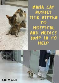 Mama Cat Rushes Sick Kitten To Hospital And Medics Jump In To Help In 2020 Sick Kitten Mama Cat Kitten