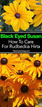Pin On Best Of Plantcaretoday