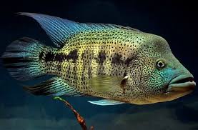 Parachromis Dovii Guapote Wolf Cichlid 1 5 Inch Live Fish Fully Guaranteed Cichlids Cichlid Aquarium Cichlid Fish