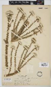 Image result for Monosis conferta