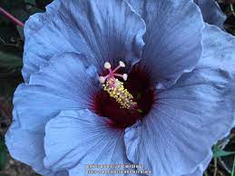 Photo Of Hardy Hibiscus Hibiscus Moscheutos Summer Spice Cordon Bleu Uploaded By Clintbrown Hardy Hibiscus Hibiscus Flowers Hibiscus