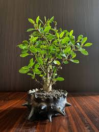 Image result for Commiphora viminea