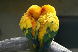 Love Birds Hd Wallpapers Free Download Wallpaperbetter Find over 100+ of the best free love bird images. love birds hd wallpapers free download