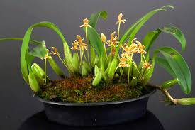 Image result for Bulbophyllum prorepens
