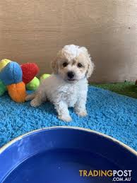 Minnie pearl came to us when she was abandoned in a parking lot wrapped in an old coat. Toy Poodle Puppies For Adoption Cheap Online