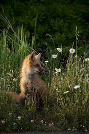 This Is My Best Side Animals Beautiful Animals Animals Wild
