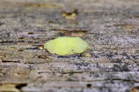 Image result for Stemonitis fusca